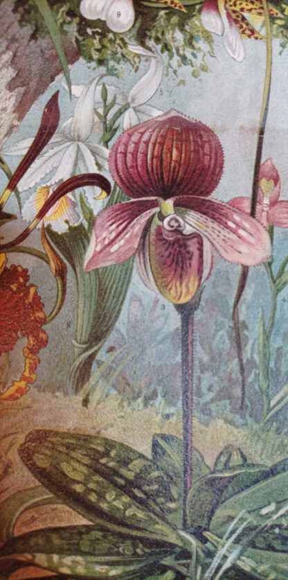 Historischer Druck – Orchideen – Chromolithographie 1890 [1 Blatt]. 2