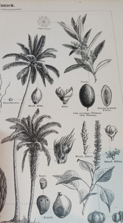 Historischer Druck – Öle und Fette liefernde Pflanzen – Holzstich 1890 [1 Blatt]. 2