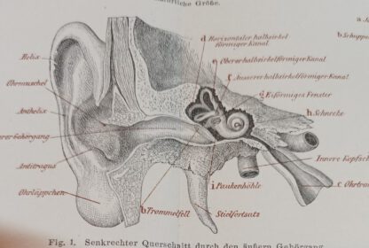 Historischer Druck – Ohr des Menschen – Holzstich 1890 [1 Blatt]. 2