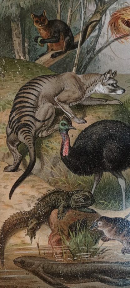 Historischer Druck – Australische Fauna – Chromolithographie 1894 [1 Blatt]. 2