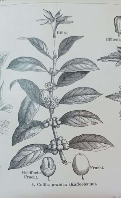 Historischer Druck – Genußmittelpflanzen – Holzstich 1895 [1 Blatt]. 2