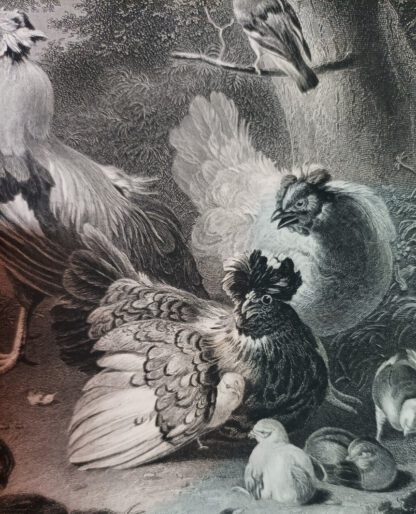 Eine Hühnerfamilie – Poultry – Stahlstich 1871. 2