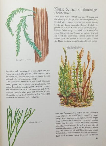 Algen, Pilze, Moose und Farne. Delphin-Naturbücherei. 2