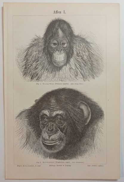 Historischer Druck – Affen I und II – Holzstich 1894 [1 Blatt].