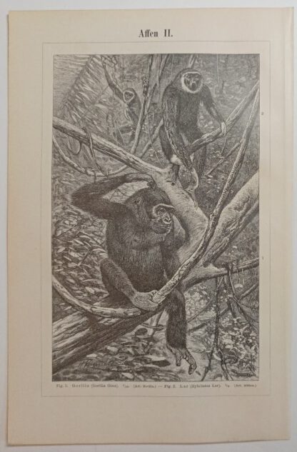 Historischer Druck – Affen I und II – Holzstich 1894 [1 Blatt]. 2