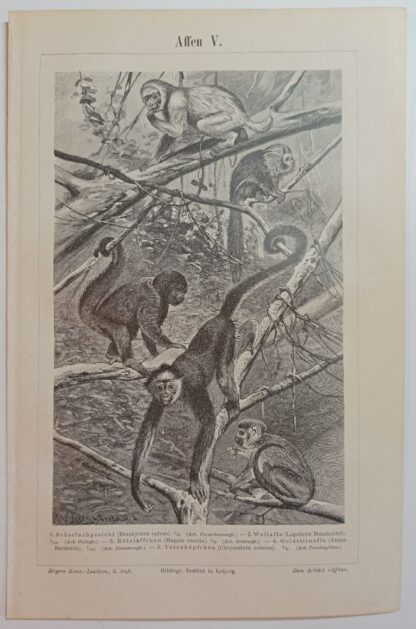 Historischer Druck – Affen V und VI – Holzstich 1894 [1 Blatt].