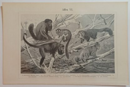 Historischer Druck – Affen V und VI – Holzstich 1894 [1 Blatt]. 2