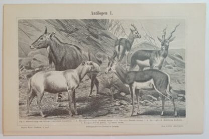 Historischer Druck – Antilopen I und II – Holzstich 1894 [1 Blatt].