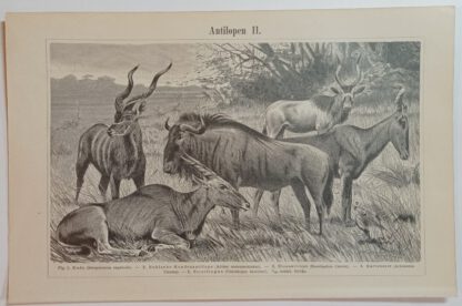 Historischer Druck – Antilopen I und II – Holzstich 1894 [1 Blatt]. 2