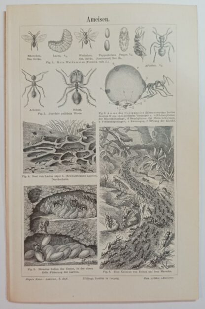 Historischer Druck – Ameisen und Ameisenpflanzen – Holzstich 1894 [1 Blatt].