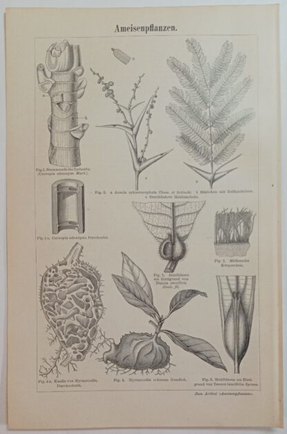 Historischer Druck – Ameisen und Ameisenpflanzen – Holzstich 1894 [1 Blatt]. 2