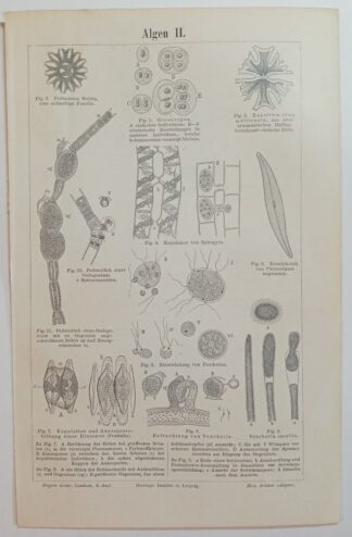 Historischer Druck – Algen II und III – Holzstich 1894 [1 Blatt].