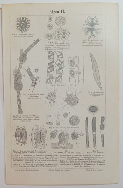 Historischer Druck – Algen II und III – Holzstich 1894 [1 Blatt].