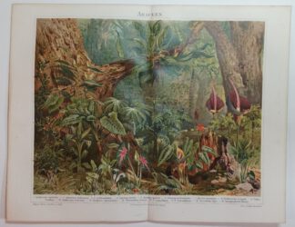 Historischer Druck – Araceen – Chromolithographie 1894 [1 Blatt]. 3