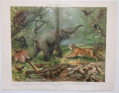 Historischer Druck – Orientalische Fauna – Chromolithographie 1897 [1 Blatt].