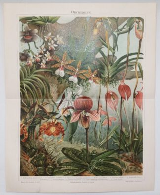 Historischer Druck – Orchideen – Chromolithographie 1897 [1 Blatt].