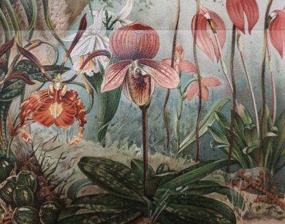 Historischer Druck - Orchideen - Chromolithographie 1897 [1 Blatt]. - Image 2