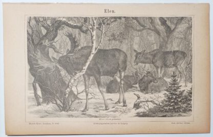 Elen (Elche) - Holzstich 1875 [1 Blatt].