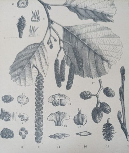 Erle – Holzstich 1875 [1 Blatt]. 2