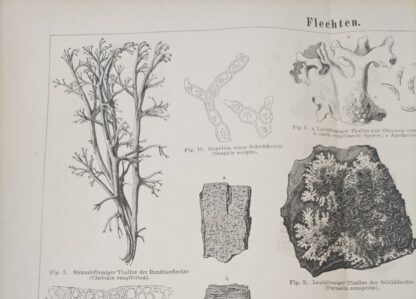 Flechten – Holzstich 1875 [1 Blatt]. 2