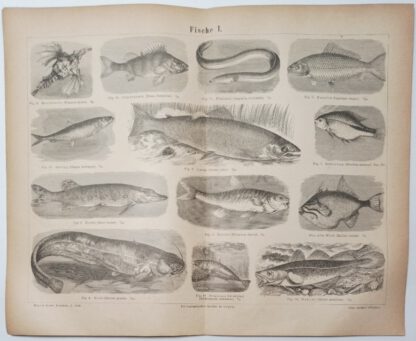 Fische I – Holzstich 1875 [1 Blatt].