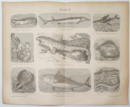 Fische II – Holzstich 1875 [1 Blatt].