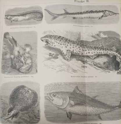 Fische II – Holzstich 1875 [1 Blatt]. 2