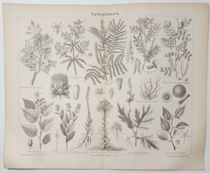 Farbepflanzen – Holzstich 1875 [1 Blatt].