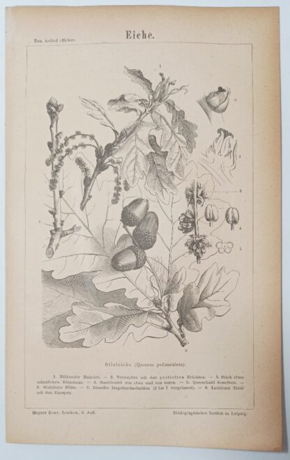 Eiche – Holzstich 1875 [1 Blatt].