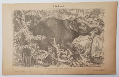 Elefant – Holzstich 1875 [1 Blatt].
