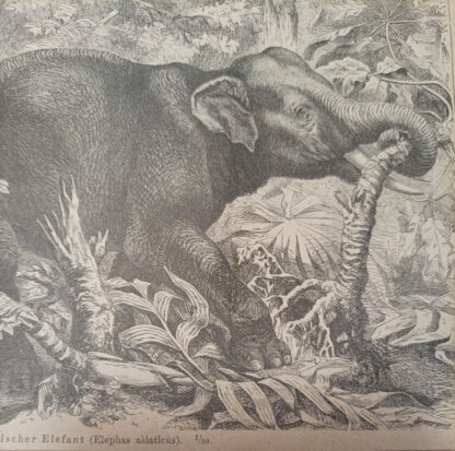 Elefant – Holzstich 1875 [1 Blatt]. 2