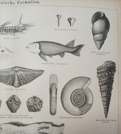 Devonische Formation – Holzstich 1875 [1 Blatt]. 2