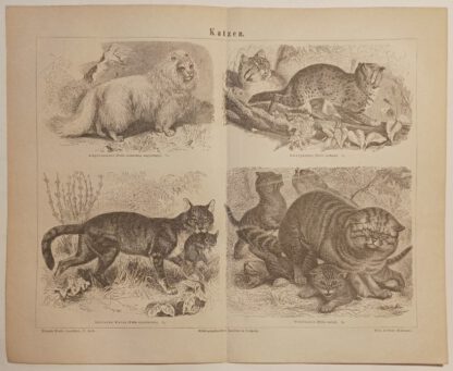 Katzen – Holzstich 1876 [1 Blatt].