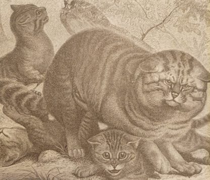Katzen – Holzstich 1876 [1 Blatt]. 2