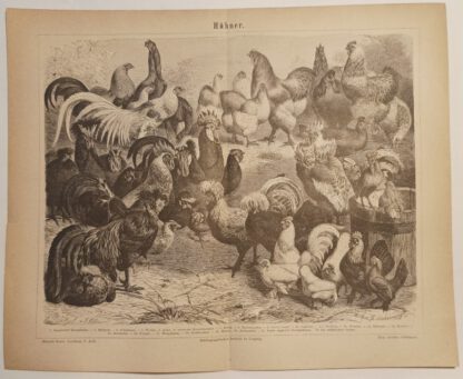 Hühner – Holzstich 1876 [1 Blatt].