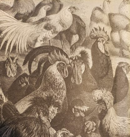 Hühner – Holzstich 1876 [1 Blatt]. 2