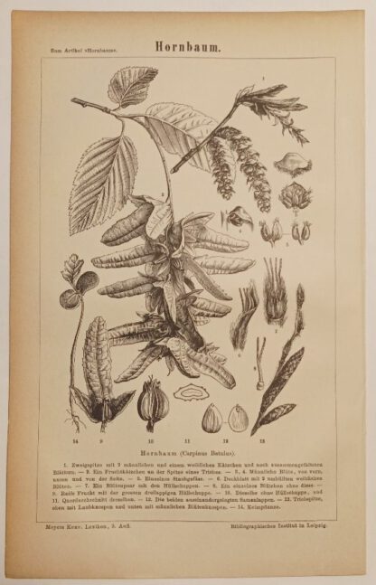 Hornbaum – Holzstich 1876 [1 Blatt].
