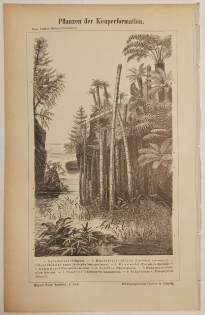 Pflanzen der Keuperformation – Holzstich 1876 [1 Blatt].