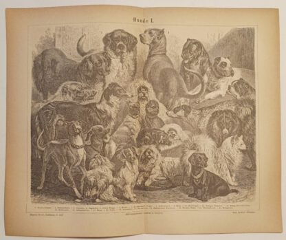 Hunde I – Holzstich 1876 [1 Blatt].