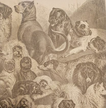 Hunde I – Holzstich 1876 [1 Blatt]. 2