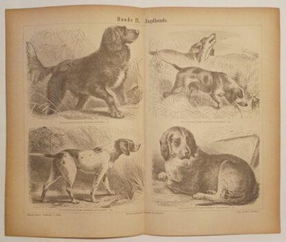 Hunde II – Jagdhunde – Holzstich 1876 [1 Blatt].
