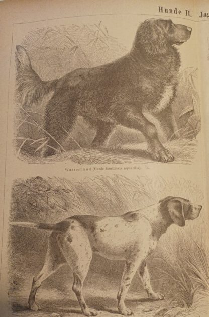 Hunde II – Jagdhunde – Holzstich 1876 [1 Blatt]. 2