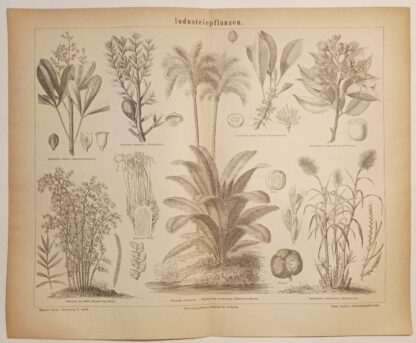 Industriepflanzen – Holzstich 1876 [1 Blatt].