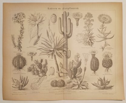 Kakteen etc. (Fettpflanzen) – Holzstich 1876 [1 Blatt].