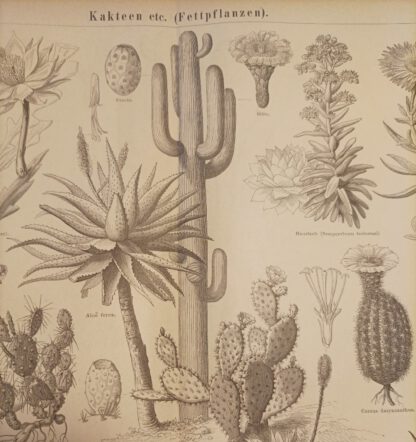 Kakteen etc. (Fettpflanzen) – Holzstich 1876 [1 Blatt]. 2