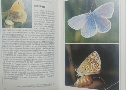 Naturführer – Schmetterlinge, Singvögel, Säugetiere. 3
