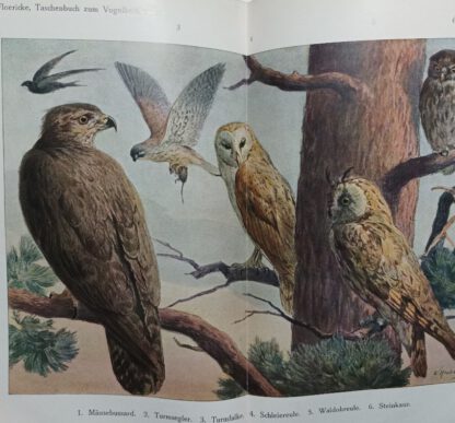 Taschenbuch zum Vogelbestimmen – Praktische Anleitung zur Bestimmung unserer Vögel in freier Natur. 2