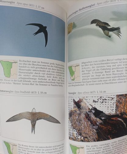 Namibische Vögel. 3