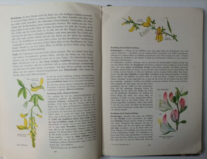 Pflanzenkunde Band I. 3