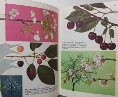 Bäume und Sträucher in Farbe – 132 Arten aus Wald und Flur. 3